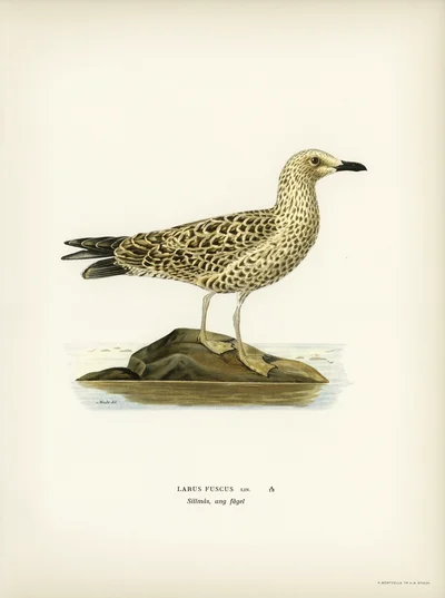 Larus fuscus (Lesser Black-backed Gull, young bird)