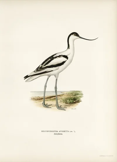 Pied Avocet