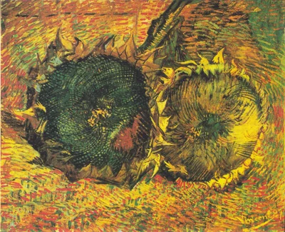 Two Cut Sunflowers