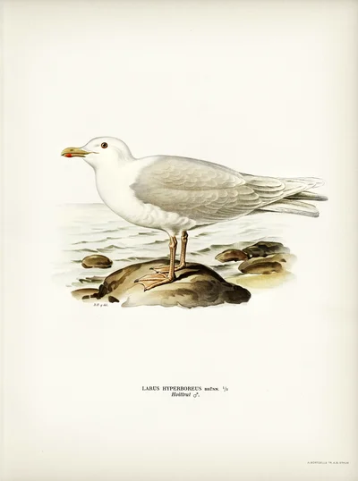 Glaucous Gull (Larus hyperboreus)