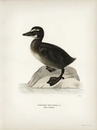 Eider Duckling (Somateria mollissima)