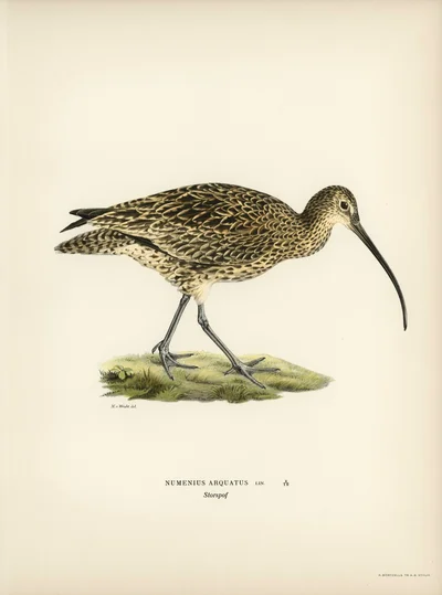 Numenius Arquatus (Eurasian Curlew)