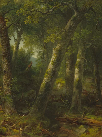 Wald im Morgenlicht