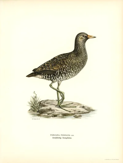 Spotted Crake (Porzana Porzana)