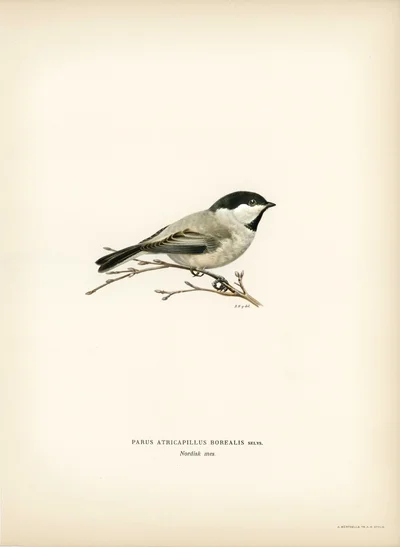 Willow Tit (Parus atricapillus borealis)