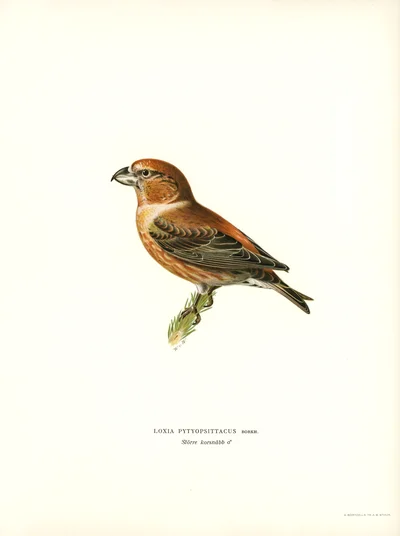 Piquituerto lorito (Loxia Pityopsittacus)