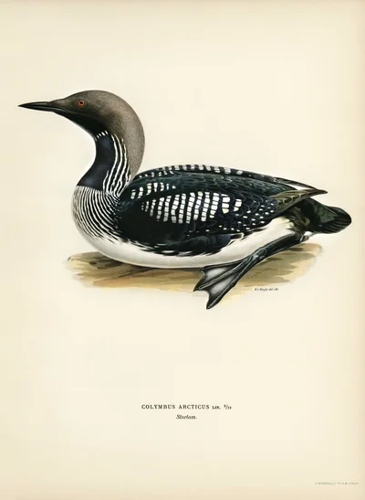 Arctic Loon (Storlom)