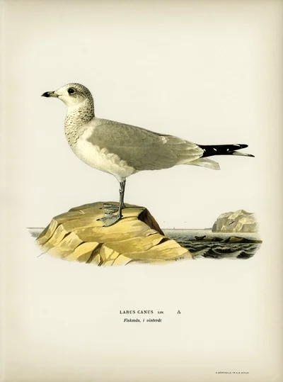 Common Gull (Larus canus)