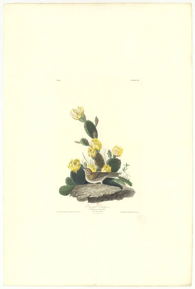 Bay-winged Bunting