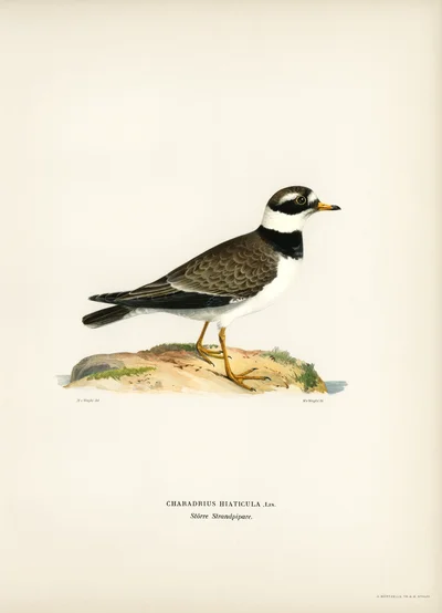 Charadrius hiaticula (Ringed Plover)