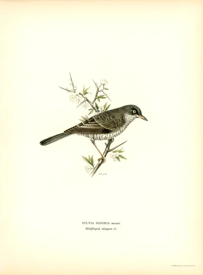 Barred Warbler
