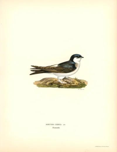 Common House Martin (Hirundo urbica)