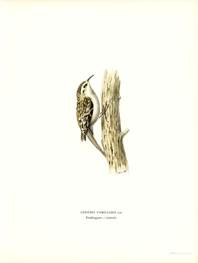 Agateador euroasiático (Certhia familiaris)