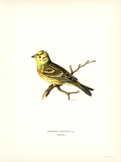 Yellowhammer (Emberiza citrinella)