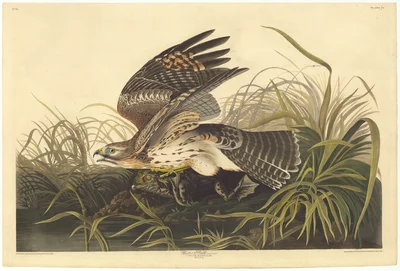 Snail Kite with Frog