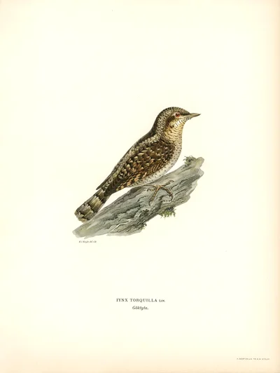 Iynx Torquilla (Eurasian Wryneck)