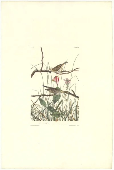 Savannah Finch