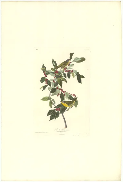 Nashville Warbler and Wintergreen