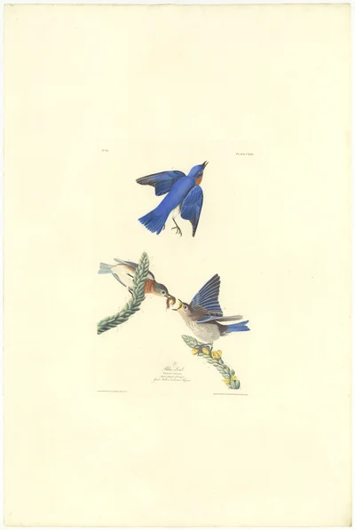 Blue Bird (Plate CXIII)