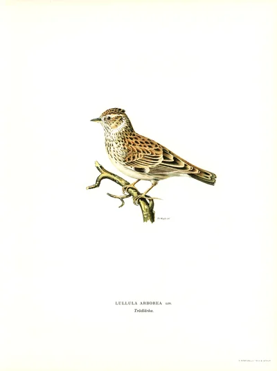 Woodlark (Lullula arborea)