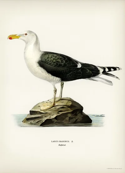 Great Black-backed Gull (Larus Marinus)