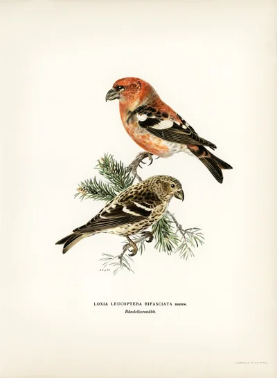 Two-barred Crossbill (Loxia leucoptera bifasciata)