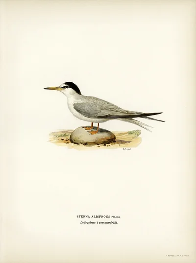 Little Tern in Summer Plumage (Sterna albifrons)
