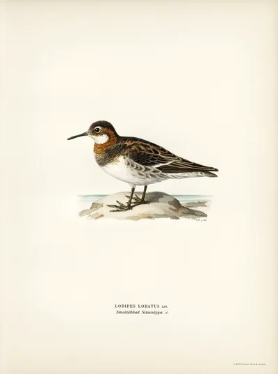 Red-necked Phalarope (Lobipes Lobatus)