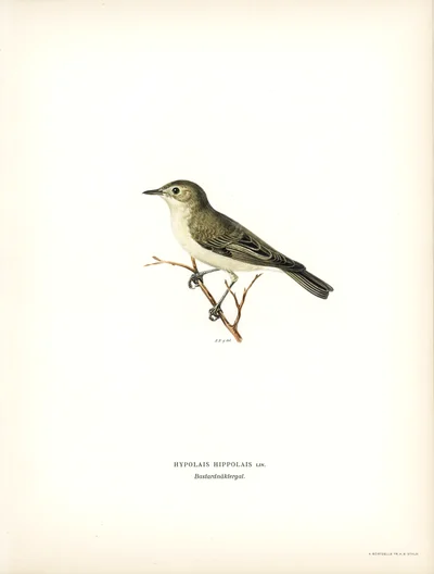 Icterine Warbler (Hypolais hypolais)