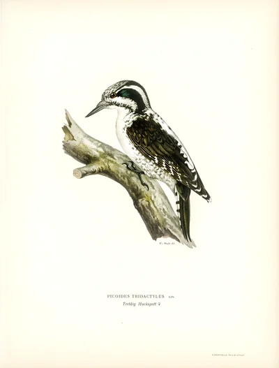 Eurasian Three-toed Woodpecker (Picoides tridactylus)
