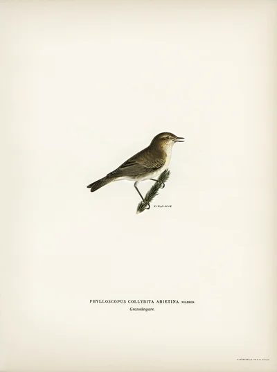 Chiffchaff (Phylloscopus collybita abietina)