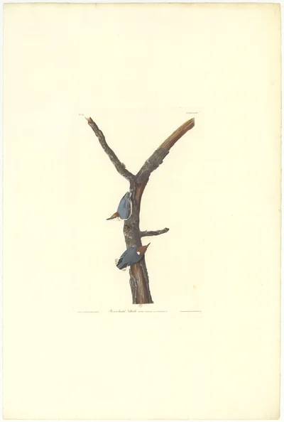 Brown-headed Nuthatch (Sitta pusilla)