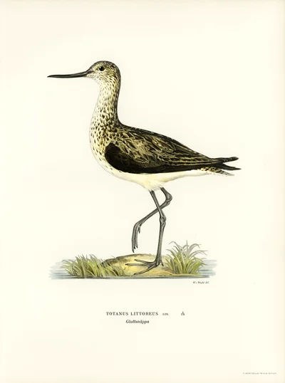 청다리도요 (Totanus littoreus)