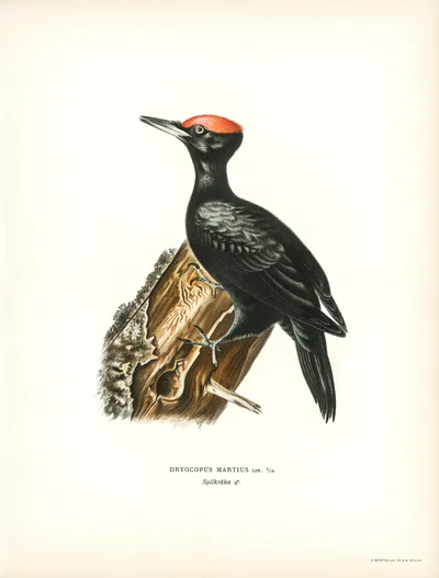 Black Woodpecker (Dryocopus martius)