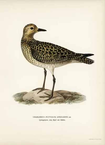 European Golden Plover (Young Bird in Autumn)