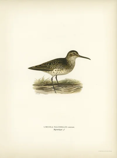 Broad-billed Sandpiper (Limicola falcinellus)