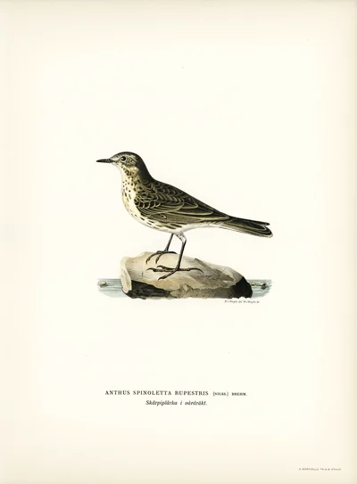 Rock Pipit (Anthus Spinoletta Rupestris)
