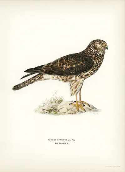 Hen Harrier (Circus cyaneus) Female