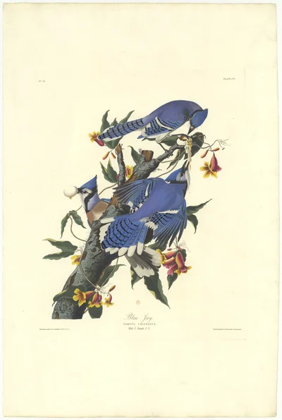 Blue Jay