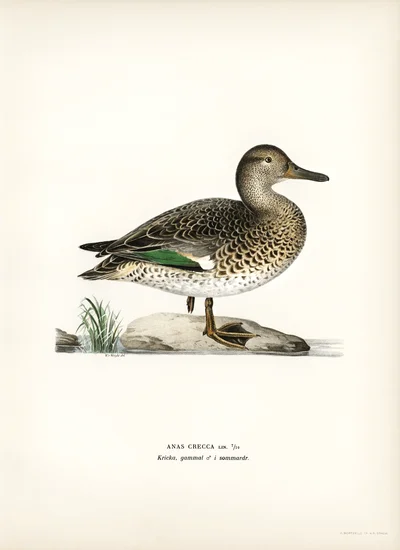 Kricka (Anas crecca)