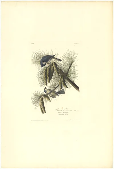 Crested Titmouse (Parus Bicolor)