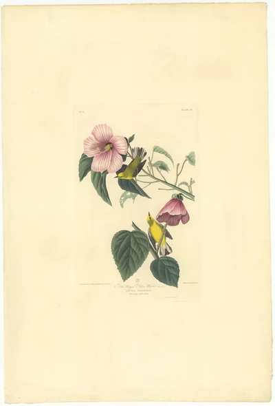 Blue-winged Yellow Warbler