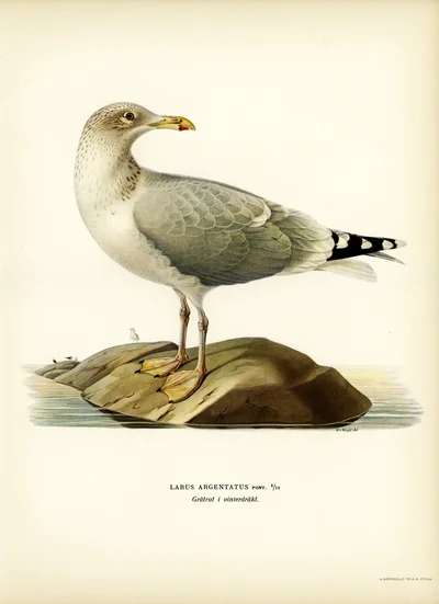 Gaviota argéntea en plumaje de invierno (Larus argentatus)