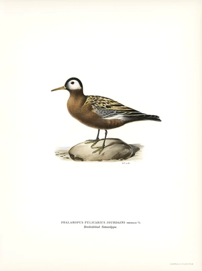 Red Phalarope
