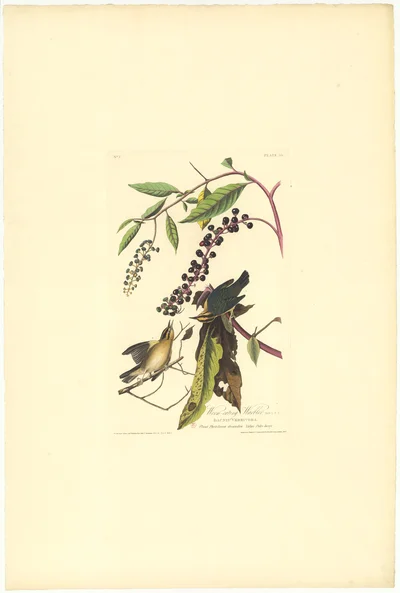 Worm-eating Warbler
