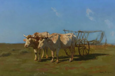 Two white oxen pulling a cart