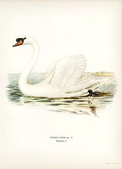 Mute Swan (Cygnus Olor)
