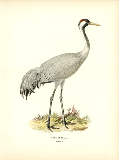 Common Crane (Grus grus)