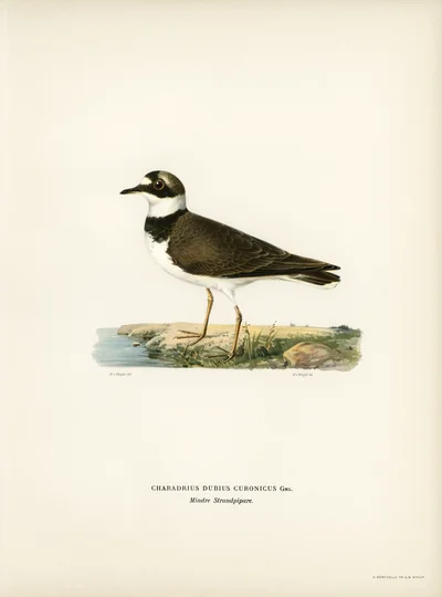 Little Ringed Plover (Charadrius dubius curonicus)