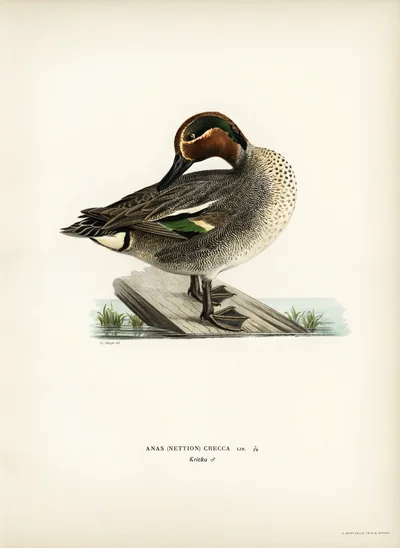 Eurasian Teal